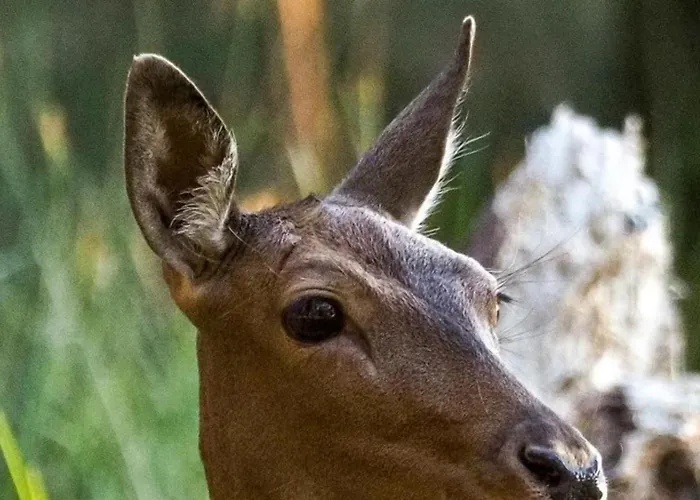 Delta Blu Village Vakantiehuis
