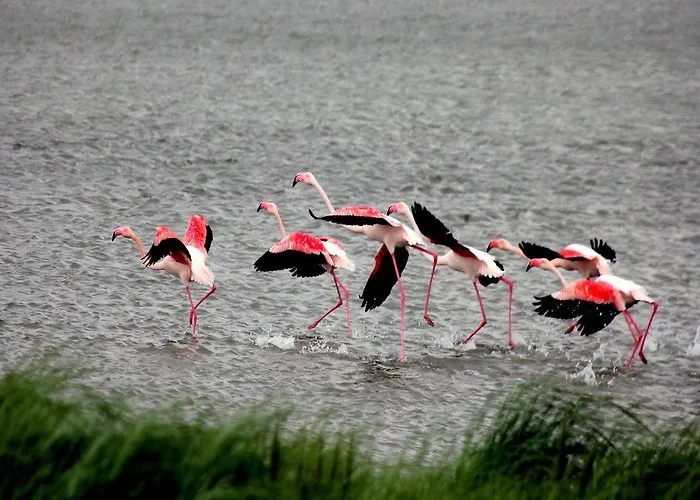 Delta Blu Village * Lido di Pomposa